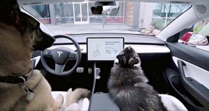 tesla dog mode