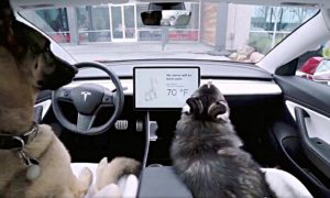 tesla dog mode