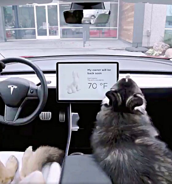 tesla dog mode