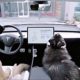 tesla dog mode