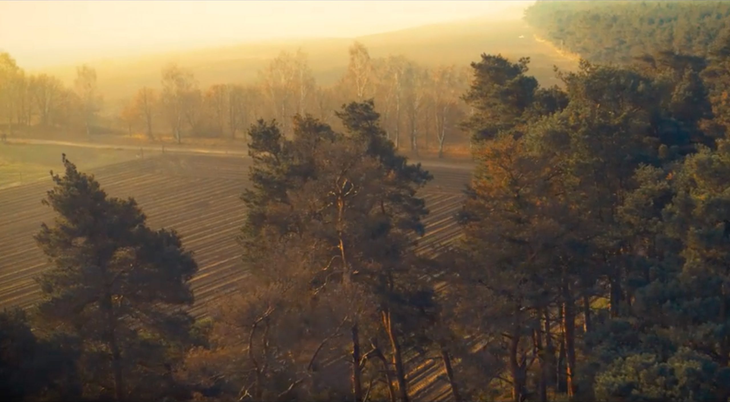 Tesla Giga Berlin Reforestation