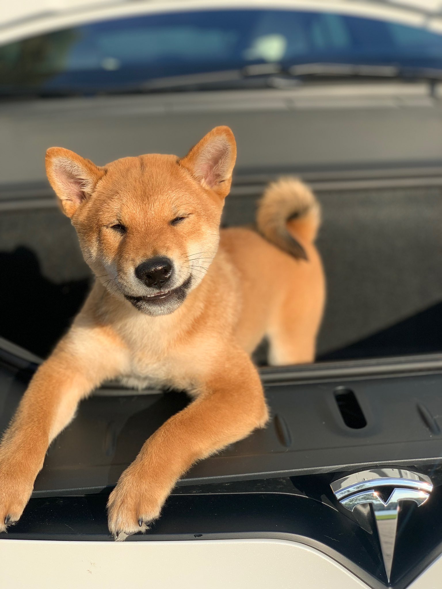 The Frunk Puppy movement has been uniting the global EV community for 4 years.