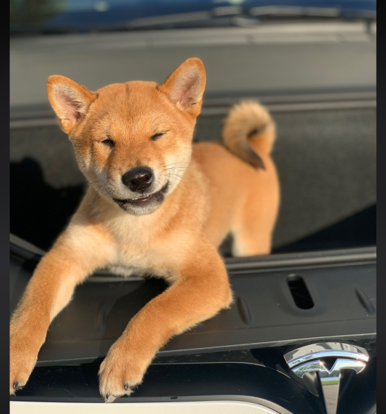 The Frunk Puppy movement has been uniting the global EV community for 4 years.