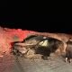 Family survives after crashing Tesla on Bonneville Salt Flats at over 100mph