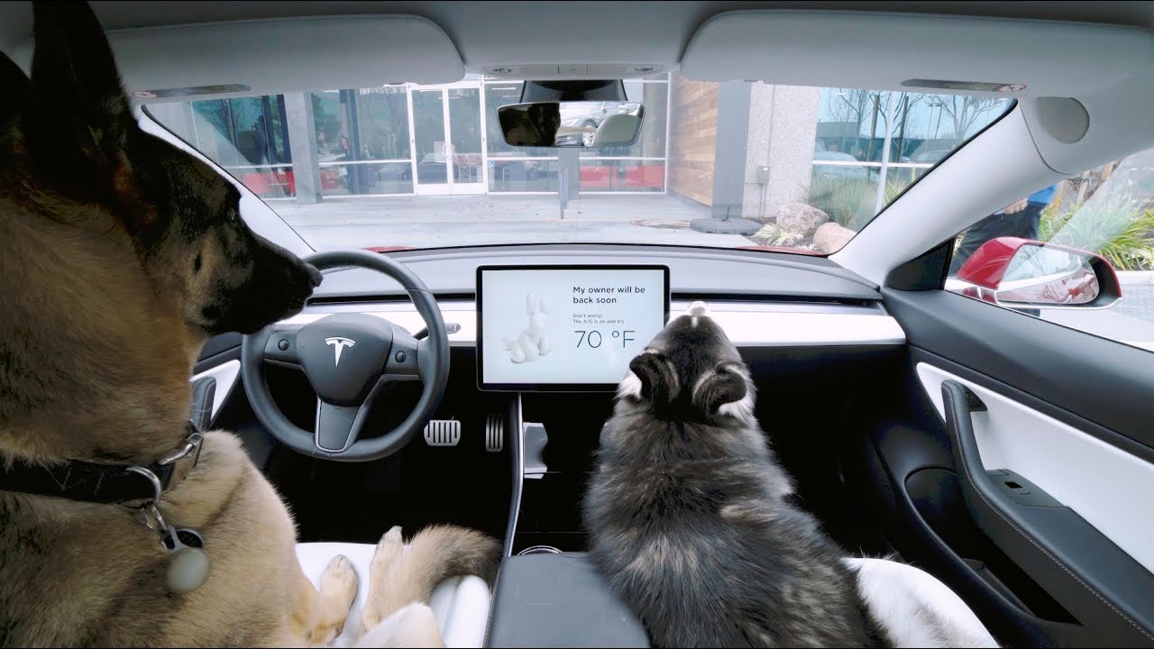 Tesla Dog Mode enables live feed for pet owners in new holiday update