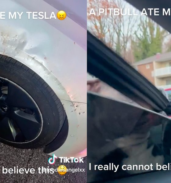 tesla-pitbull-attack