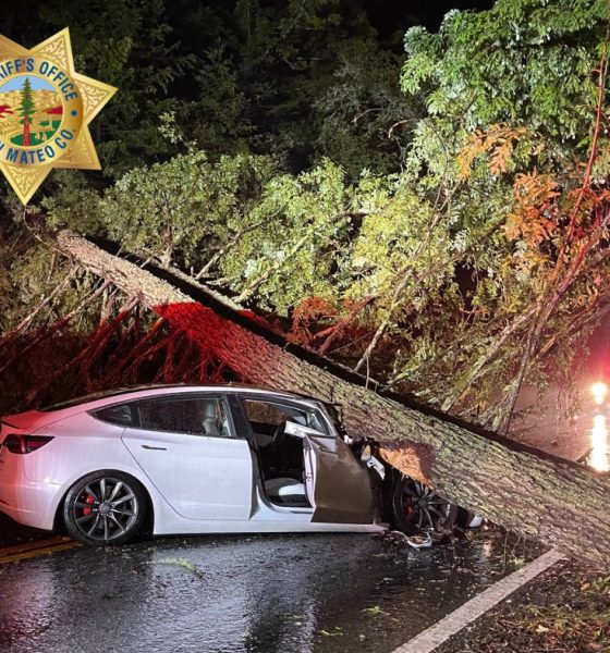 tesla model 3 smashed by tree